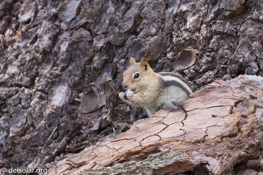 Canon EOS 7D Mark II  --  400 mm  --  EF100-400mm f/4.5-5.6L IS II USM  