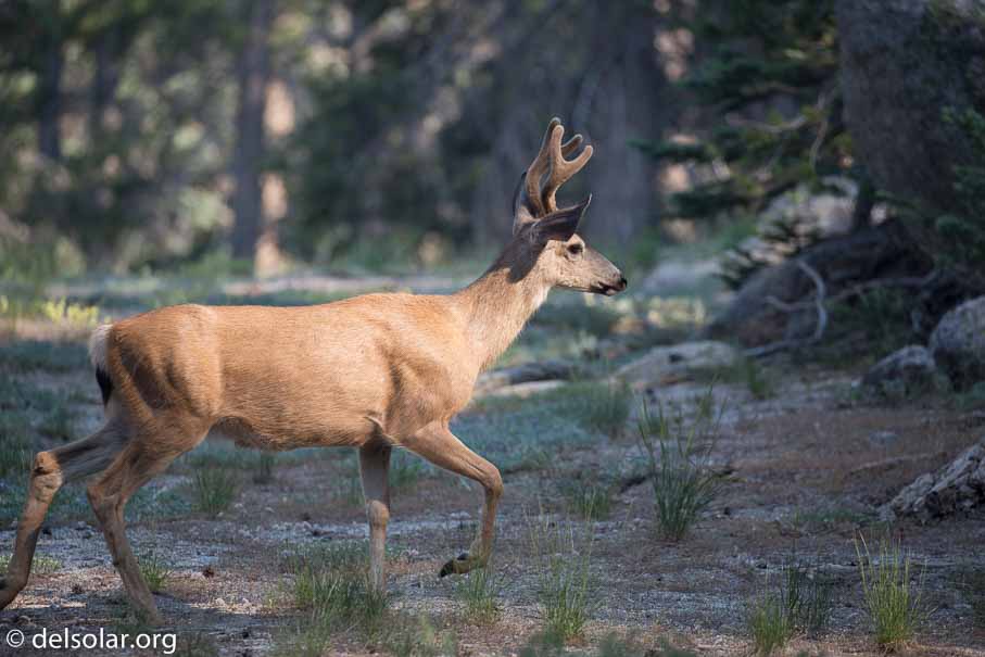 Canon EOS 5D Mark III  --  300 mm  --  EF100-400mm f/4.5-5.6L IS II USM  