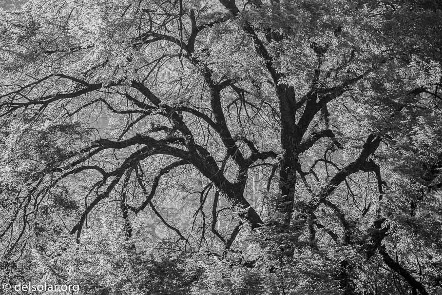 Canon EOS 5D Mark III  --  234 mm  --  EF100-400mm f/4.5-5.6L IS II USM  