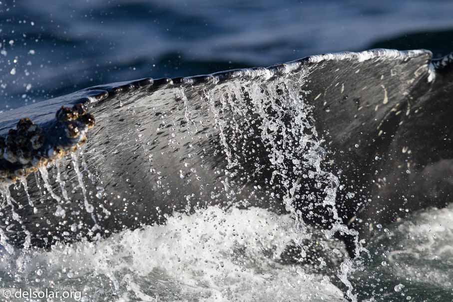 Canon EOS 7D Mark II  --  EF600mm f/4L IS II USM -- 1/2500 sec at f / 5.0 -- ISO 400 -- 0 EV -- 