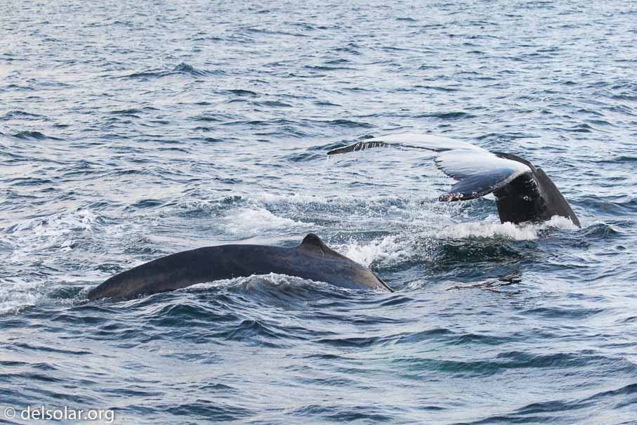 Canon EOS 5D Mark III  --  EF100-400mm f/4.5-5.6L IS II USM -- 1/250 sec at f / 6.3 -- ISO 400 -- 1 2/3 EV -- 