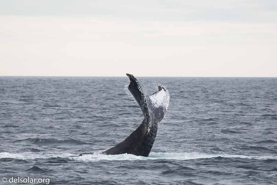 Canon EOS 5D Mark III  --  EF100-400mm f/4.5-5.6L IS II USM -- 1/800 sec at f / 6.3 -- ISO 640 -- 1 EV -- 