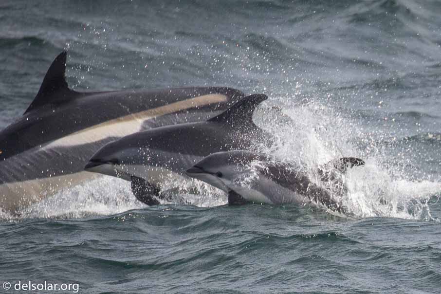 Canon EOS 5D Mark III  --  EF100-400mm f/4.5-5.6L IS II USM -- 1/6400 sec at f / 5.6 -- ISO 1250 -- 1/3 EV -- 