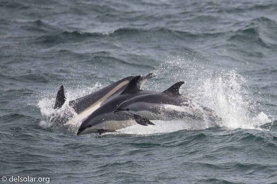 Canon EOS 5D Mark III  --  EF100-400mm f/4.5-5.6L IS II USM -- 1/6400 sec at f / 5.6 -- ISO 1250 -- 1/3 EV -- 