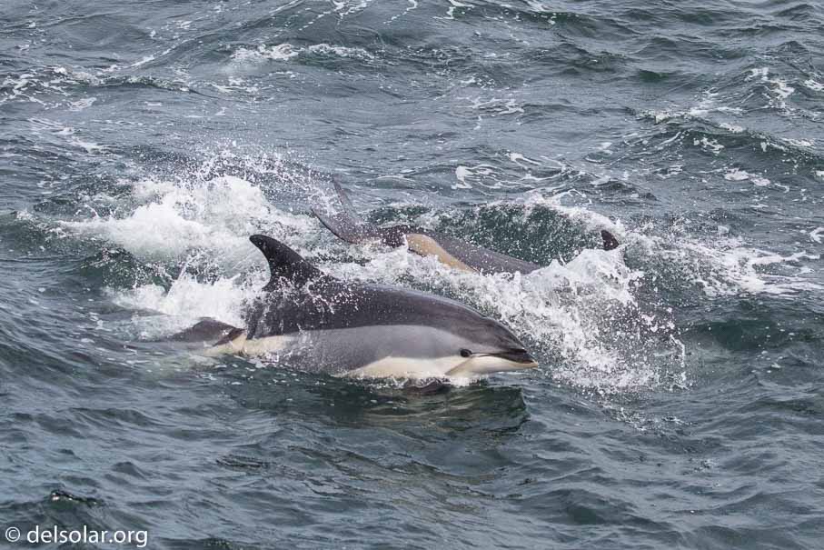 Canon EOS 5D Mark III  --  EF100-400mm f/4.5-5.6L IS II USM -- 1/5000 sec at f / 5.6 -- ISO 1250 -- 1/3 EV -- 