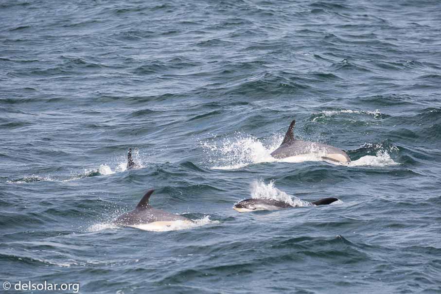 Canon EOS 5D Mark III  --  EF100-400mm f/4.5-5.6L IS II USM -- 1/800 sec at f / 5.6 -- ISO 200 -- 1/3 EV -- 