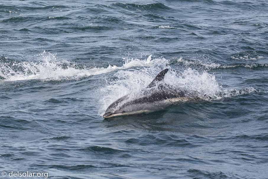 Canon EOS 5D Mark III  --  EF100-400mm f/4.5-5.6L IS II USM -- 1/800 sec at f / 5.6 -- ISO 200 -- 1/3 EV -- 