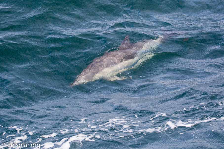 Canon EOS 5D Mark III  --  EF100-400mm f/4.5-5.6L IS II USM -- 1/400 sec at f / 5.6 -- ISO 200 -- 1/3 EV -- 