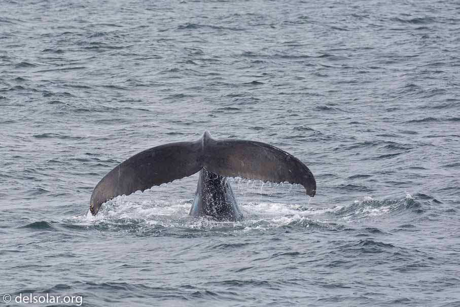 Canon EOS 5D Mark III  --  EF100-400mm f/4.5-5.6L IS II USM -- 1/3200 sec at f / 5.6 -- ISO 640 -- 1/3 EV -- 