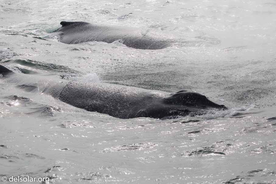 Canon EOS 5D Mark III  --  EF100-400mm f/4.5-5.6L IS II USM -- 1/8000 sec at f / 5.6 -- ISO 640 -- 1/3 EV -- 