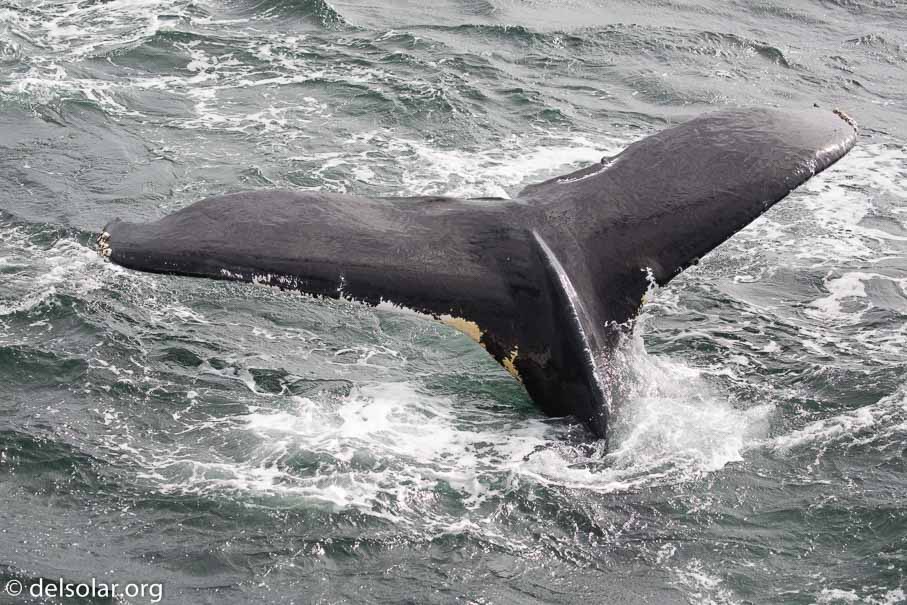 Canon EOS 5D Mark III  --  EF100-400mm f/4.5-5.6L IS II USM -- 1/4000 sec at f / 5.6 -- ISO 640 -- 1/3 EV -- 