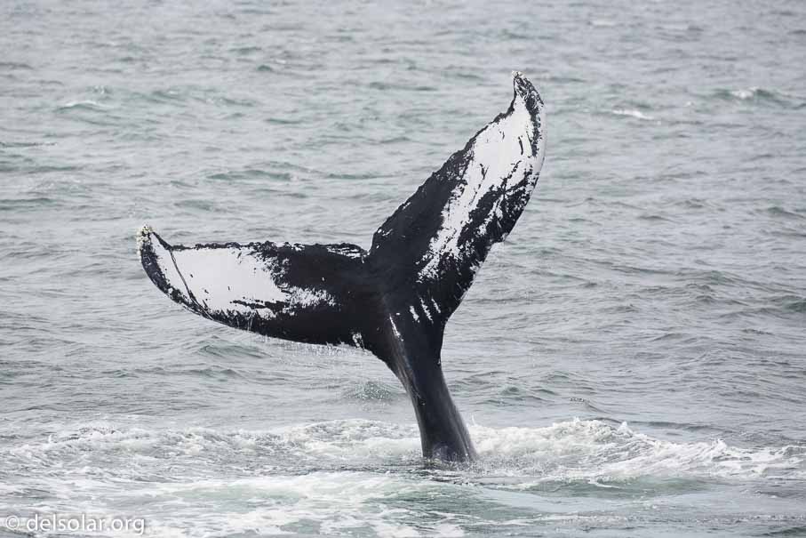 Canon EOS 5D Mark III  --  EF100-400mm f/4.5-5.6L IS II USM -- 1/2500 sec at f / 5.6 -- ISO 640 -- 1/3 EV -- 