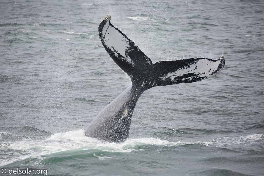 Canon EOS 5D Mark III  --  EF100-400mm f/4.5-5.6L IS II USM -- 1/4000 sec at f / 5.6 -- ISO 640 -- 1/3 EV -- 