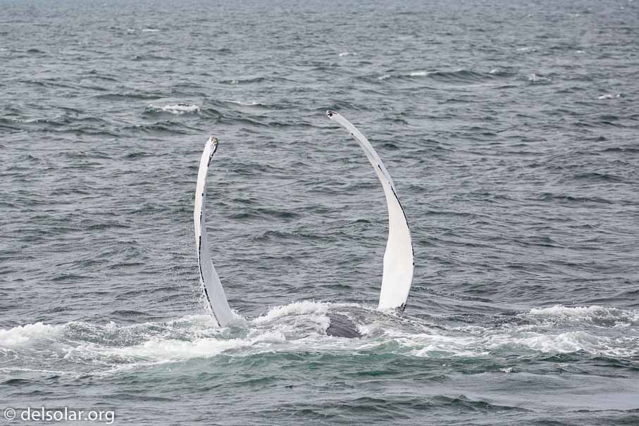 Canon EOS 5D Mark III  --  EF100-400mm f/4.5-5.6L IS II USM -- 1/4000 sec at f / 5.6 -- ISO 640 -- 1/3 EV -- 