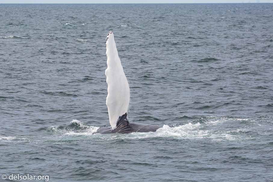 Canon EOS 5D Mark III  --  EF100-400mm f/4.5-5.6L IS II USM -- 1/4000 sec at f / 5.6 -- ISO 640 -- 1/3 EV -- 