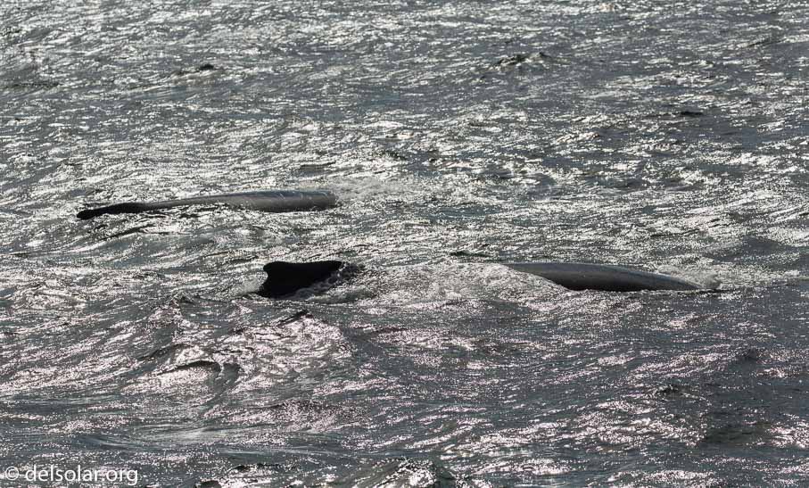 Canon EOS 5D Mark III  --  EF100-400mm f/4.5-5.6L IS II USM -- 1/8000 sec at f / 7.1 -- ISO 640 -- 0 EV -- 