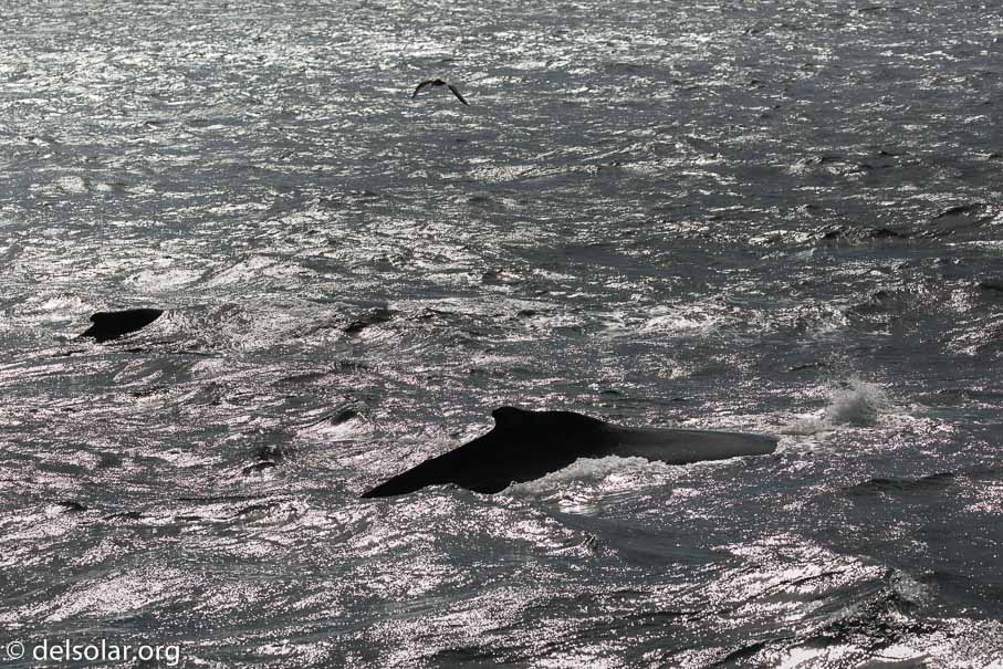 Canon EOS 5D Mark III  --  EF100-400mm f/4.5-5.6L IS II USM -- 1/8000 sec at f / 7.1 -- ISO 640 -- 0 EV -- 