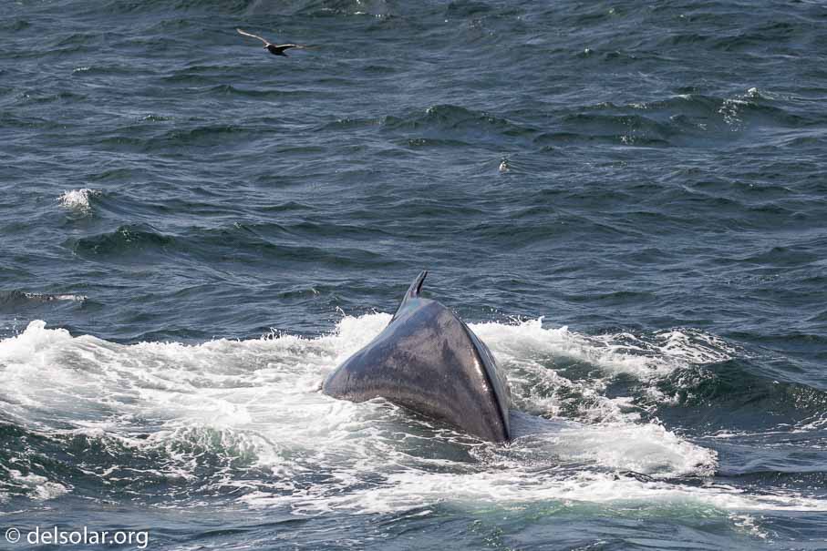 Canon EOS 5D Mark III  --  EF100-400mm f/4.5-5.6L IS II USM -- 1/2500 sec at f / 7.1 -- ISO 640 -- 0 EV -- 