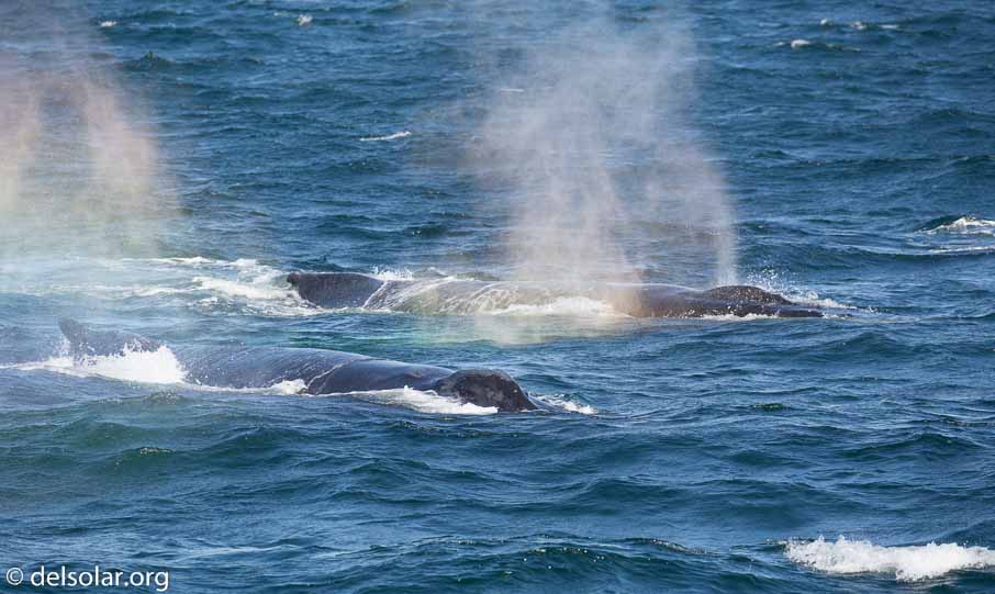 Canon EOS 5D Mark III  --  EF100-400mm f/4.5-5.6L IS II USM -- 1/2000 sec at f / 7.1 -- ISO 640 -- 0 EV -- 