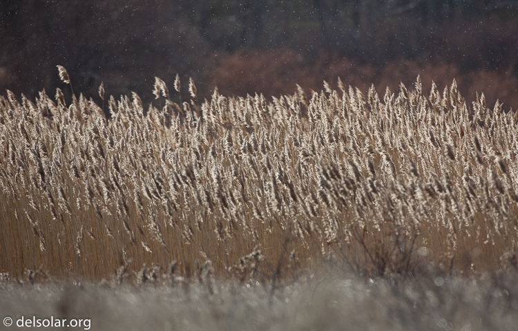 Canon EOS 5D Mark II  --  500 mm  --  EF500mm f/4L IS USM  