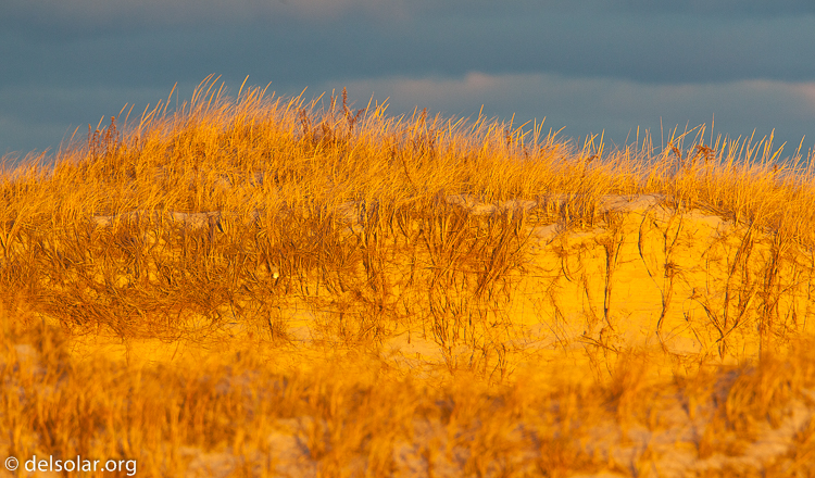 Canon EOS 5D Mark II  --  500 mm  --  EF500mm f/4L IS USM  