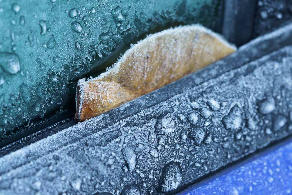 ILCE-7M3  --  FE 90mm F2.8 Macro G OSS -- 1/200 sec at f / 5.6 -- ISO 1250 -- 0 EV -- 