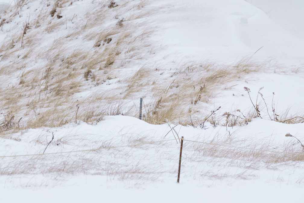 ILCE-7M3  --  DT 100-400mm F4.5-5.6 SAM -- 1/1250 sec at f / 10 -- ISO 1250 -- 3/10 EV -- 