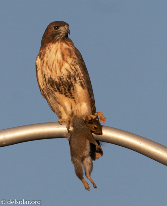 Canon EOS 20D  --  500 mm  --    