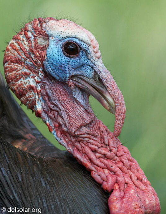 Canon EOS 20D  --  500 mm  --    