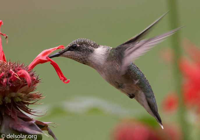 Canon EOS 20D  --  400 mm  --    