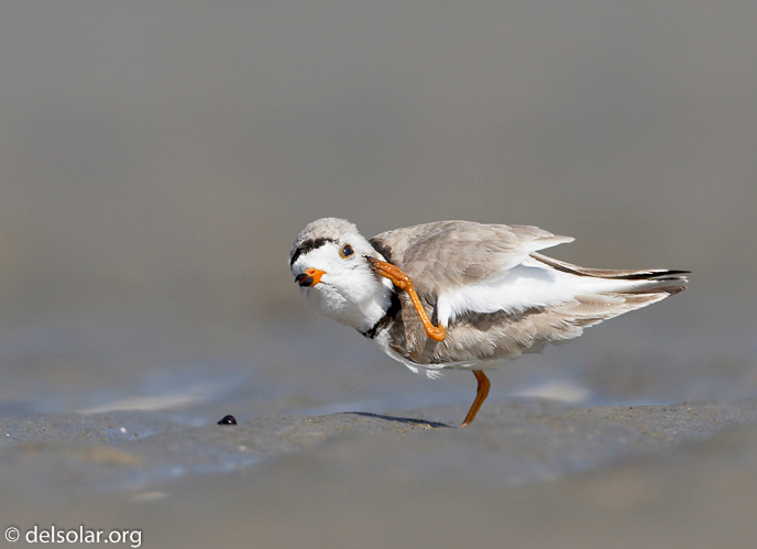 Canon EOS 20D  --  500 mm  --    