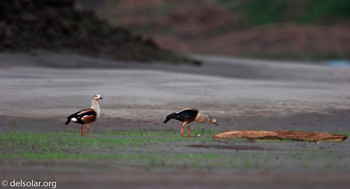 Canon EOS 20D  --  700 mm  --    