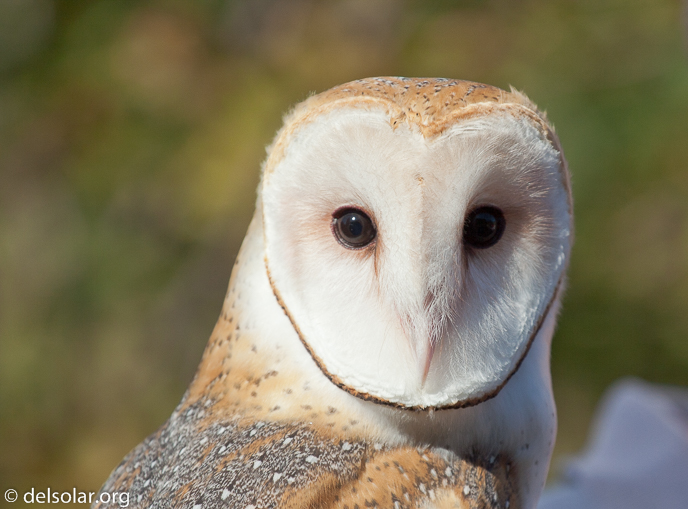 Canon EOS DIGITAL REBEL XT  --  200 mm  --  70.0-200.0 mm  