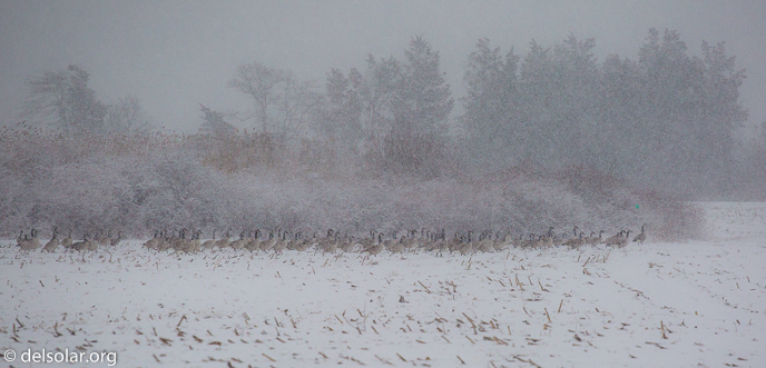 Canon EOS 5D Mark III  --  163 mm  --  EF70-200mm f/4L USM  