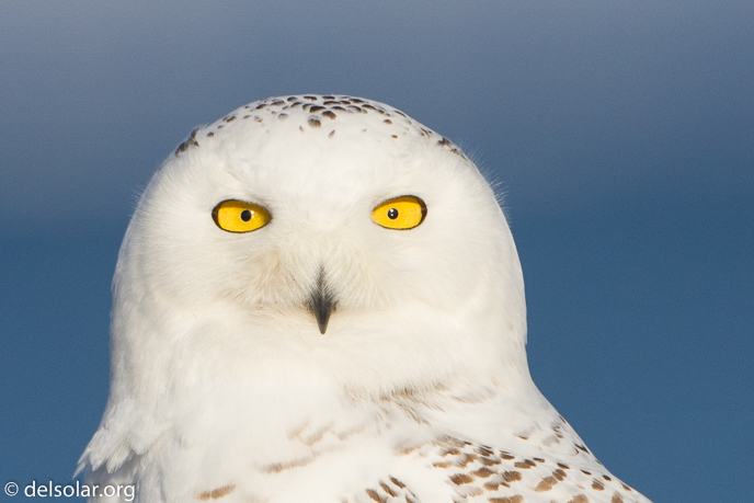 Canon EOS 7D  --  500 mm  --  EF500mm f/4L IS USM  