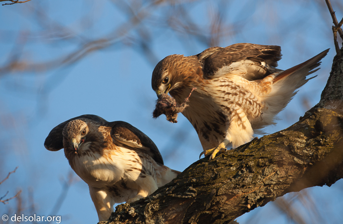 Canon EOS 5D Mark II  --  500 mm  --  EF500mm f/4L IS USM  