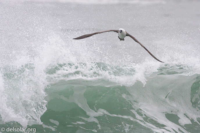 Canon EOS 40D  --  500 mm  --  EF500mm f/4L IS USM  