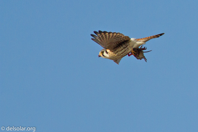 Canon EOS 7D  --  400 mm  --  EF400mm f/5.6L USM  