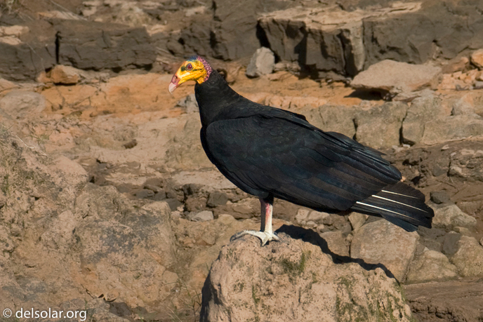 Canon EOS 40D  --  500 mm  --  EF500mm f/4L IS USM  