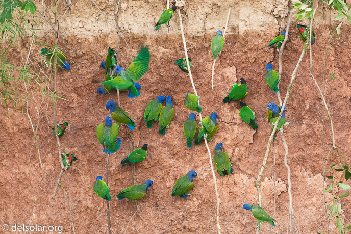 Canon EOS 40D  --  500 mm  --  EF500mm f/4L IS USM  