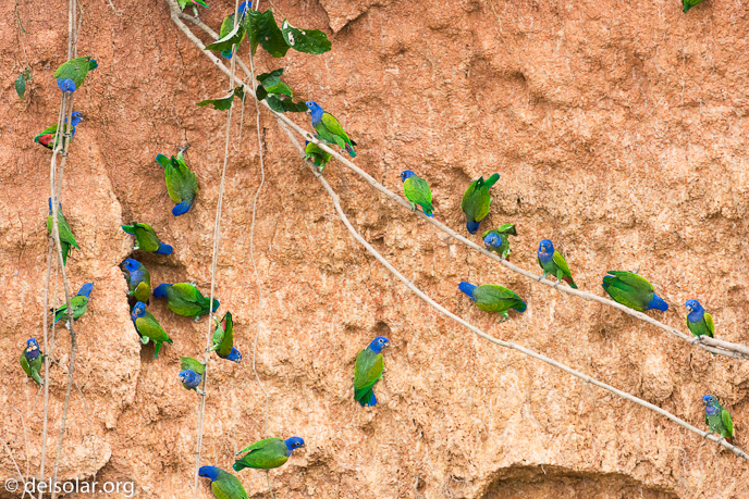 Canon EOS 40D  --  500 mm  --  EF500mm f/4L IS USM  