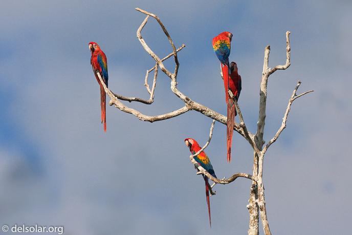 Canon EOS 40D  --  500 mm  --  EF500mm f/4L IS USM  