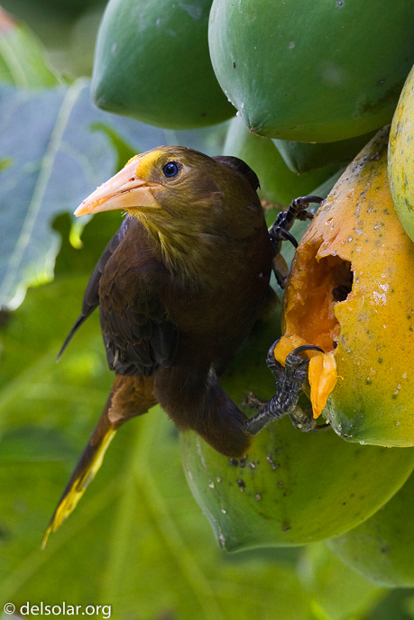 Canon EOS 40D  --  500 mm  --  EF500mm f/4L IS USM  