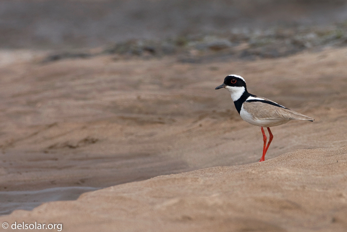 Canon EOS 40D  --  500 mm  --  EF500mm f/4L IS USM  