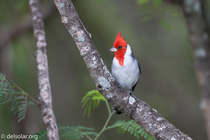 Canon EOS 40D  --  500 mm  --  EF500mm f/4L IS USM  