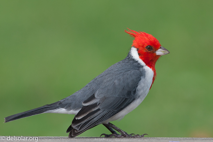 Canon EOS 40D  --  500 mm  --  EF500mm f/4L IS USM  