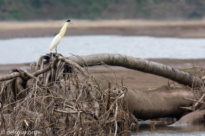 Canon EOS 40D  --  500 mm  --  EF500mm f/4L IS USM  