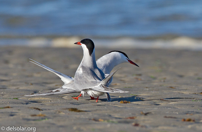 Canon EOS 7D  --  500 mm  --  EF500mm f/4L IS USM  