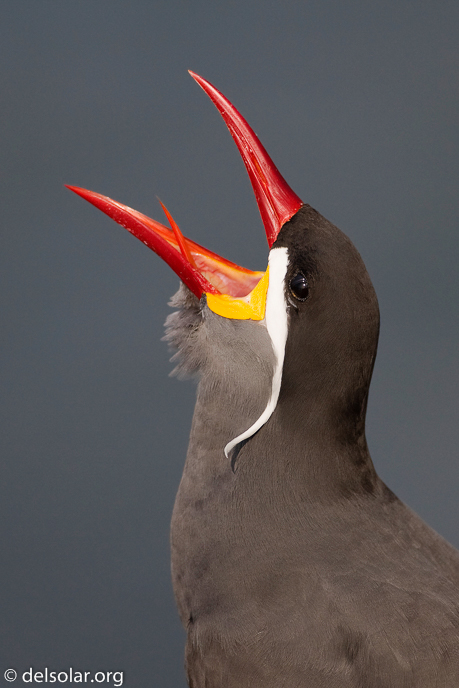 Canon EOS 40D  --  500 mm  --  EF500mm f/4L IS USM  