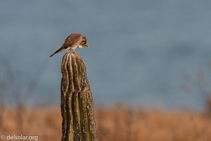 Canon EOS 40D  --  700 mm  --  EF500mm f/4L IS USM +1.4x  